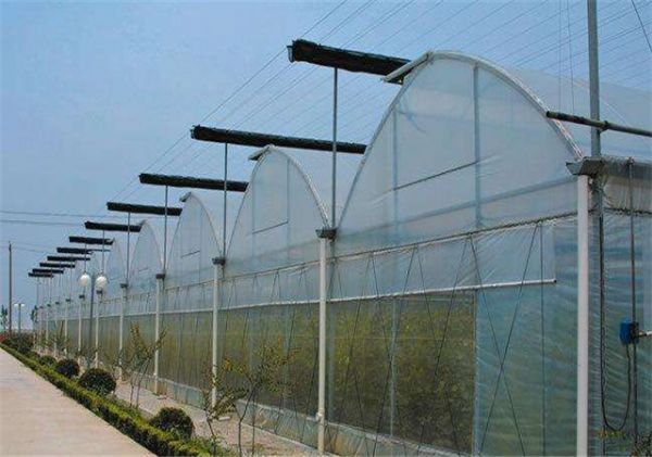 山東連棟薄膜大棚建設廠家